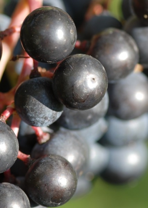 Merlot ANT 1332